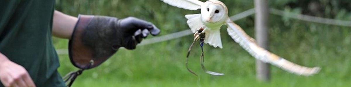 Wildwood Bird Show Header