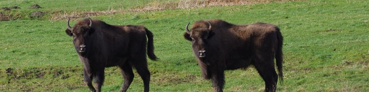 Bison
