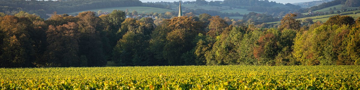 Simpsons Wine Estate 3.@ Thomas Alexander Photography